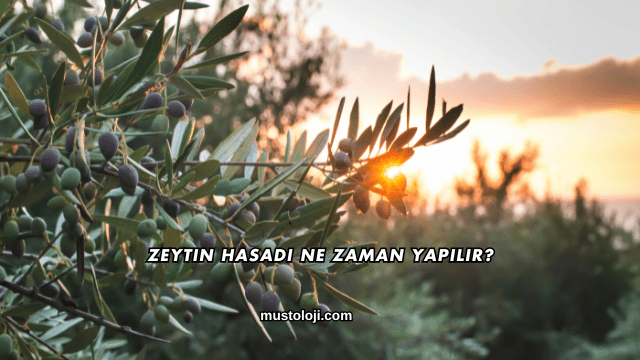 Zeytin Hasadı Ne Zaman Yapılır?