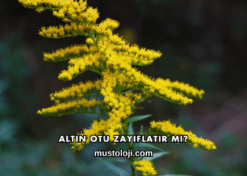 Altın Otu Zayıflatır mı?