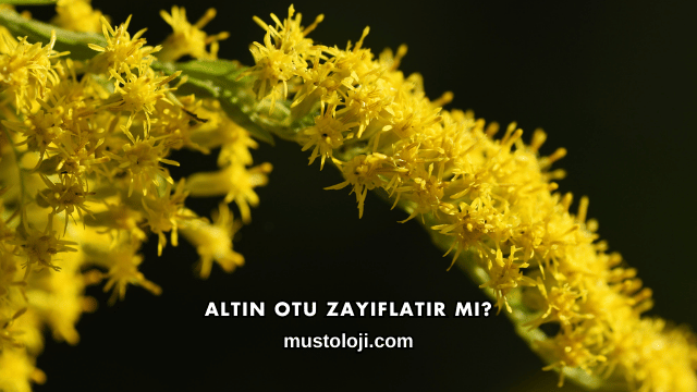 Altın Otu Zayıflatır mı?