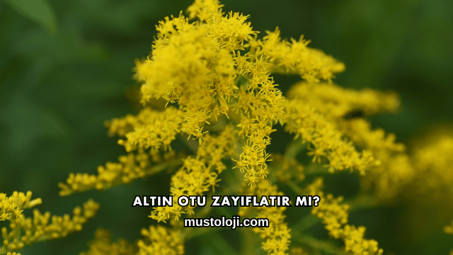 Altın Otu Zayıflatır mı?