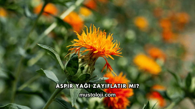 Aspir Yağı Zayıflatır mı?