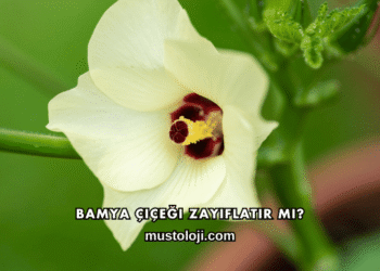Bamya Çiçeği Zayıflatır mı?