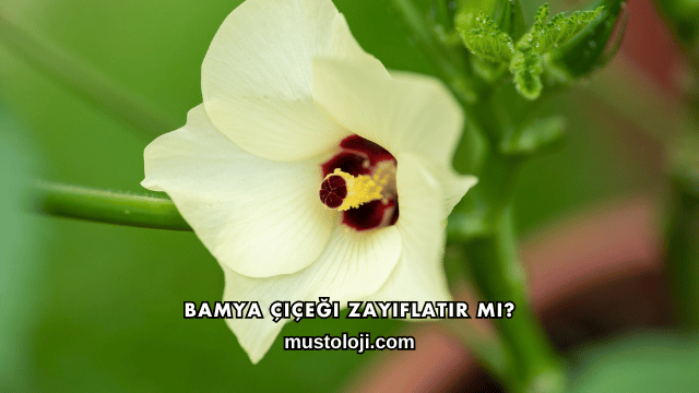 Bamya Çiçeği Zayıflatır mı?