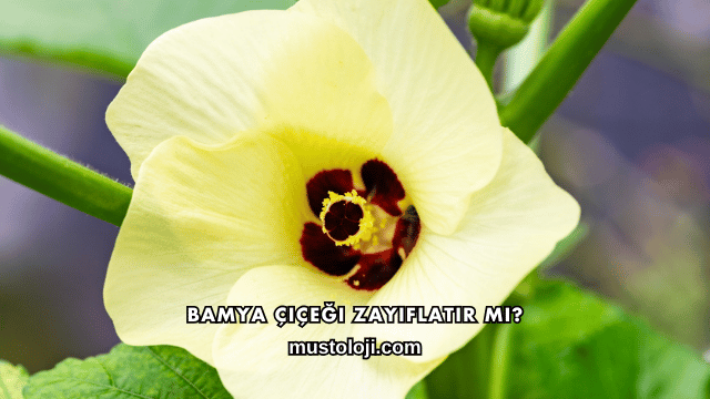 Bamya Çiçeği Zayıflatır mı?