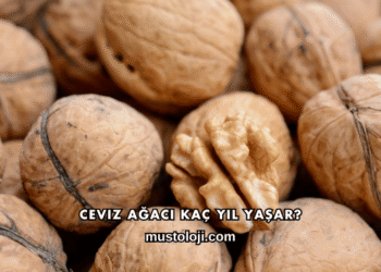 Ceviz Ağacı Kaç Yıl Yaşar?