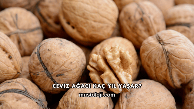 Ceviz Ağacı Kaç Yıl Yaşar?