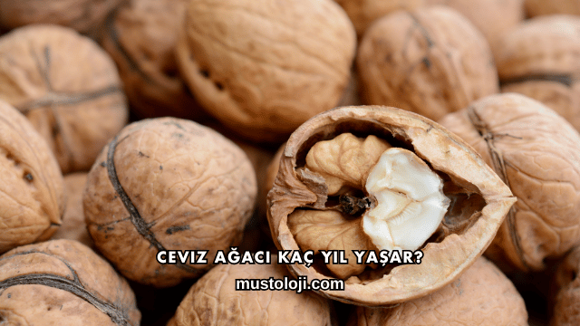 Ceviz Ağacı Kaç Yıl Yaşar?