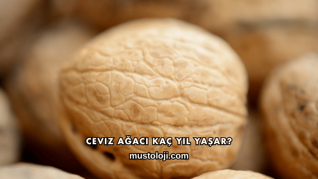 Ceviz Ağacı Kaç Yıl Yaşar?