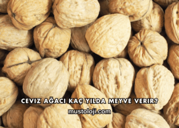 Ceviz Ağacı Kaç Yılda Meyve Verir?