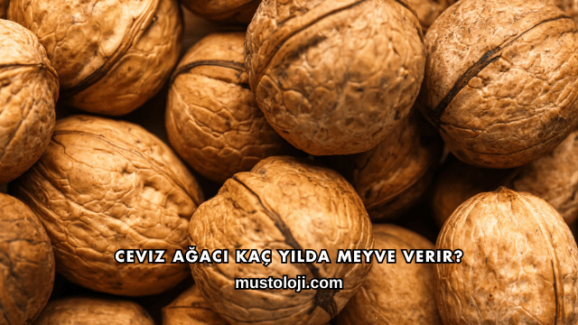 Ceviz Ağacı Kaç Yılda Meyve Verir?