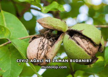 Ceviz Ağacı Ne Zaman Budanır?