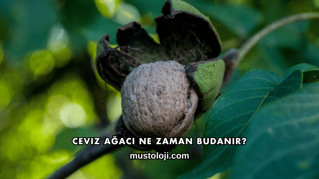 Ceviz Ağacı Ne Zaman Budanır?
