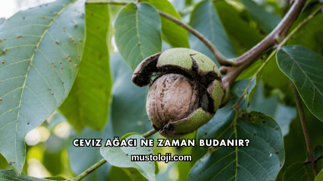 Ceviz Ağacı Ne Zaman Budanır?