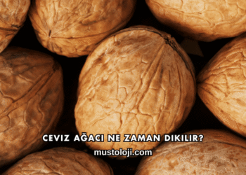 Ceviz Ağacı Ne Zaman Dikilir?