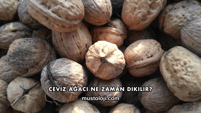 Ceviz Ağacı Ne Zaman Dikilir?