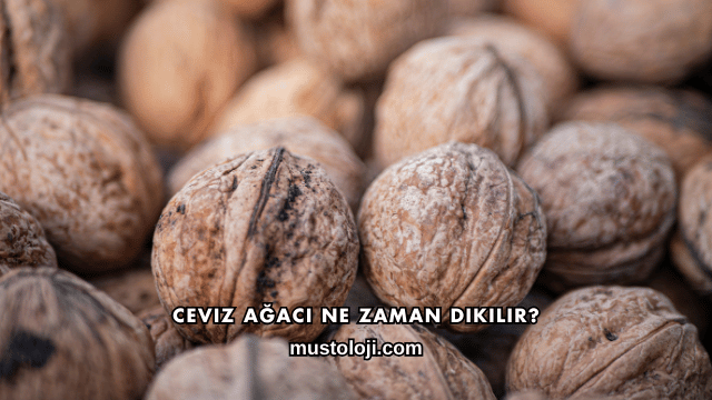Ceviz Ağacı Ne Zaman Dikilir?