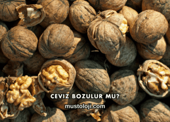 Ceviz Bozulur mu?