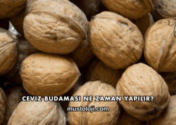 Ceviz Budaması Ne Zaman Yapılır?
