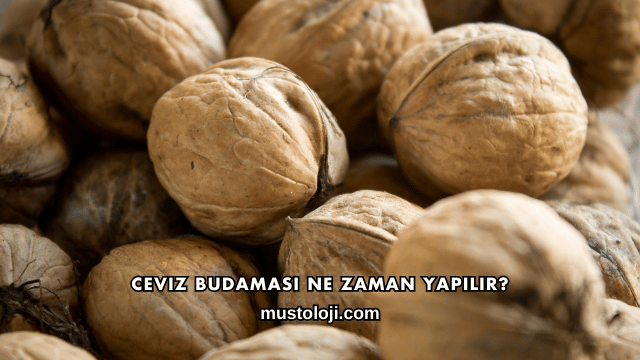 Ceviz Budaması Ne Zaman Yapılır?