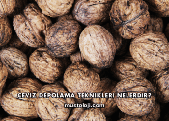 Ceviz Depolama Teknikleri Nelerdir?