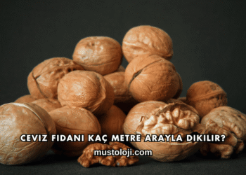 Ceviz Fidanı Kaç Metre Arayla Dikilir?