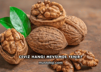 Ceviz Hangi Mevsimde Yenir?