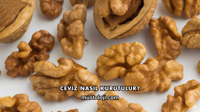 Ceviz Nasıl Kurutulur?