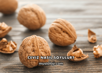 Ceviz Nasıl Soyulur?