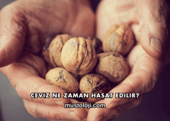 Ceviz Ne Zaman Hasat Edilir?