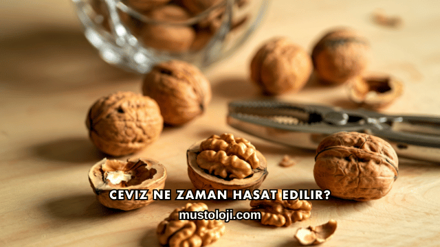 Ceviz Ne Zaman Hasat Edilir?
