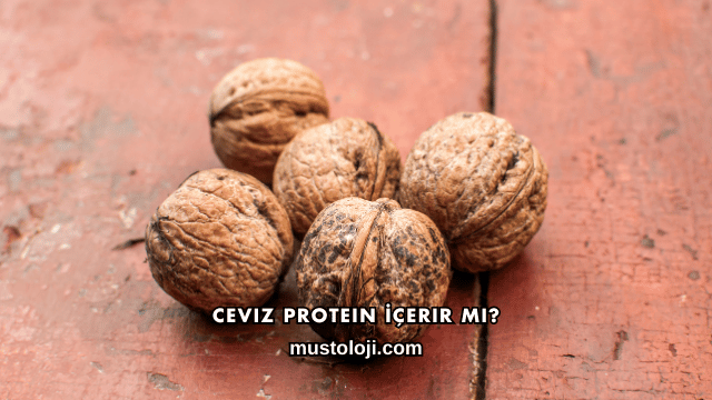 Ceviz Protein İçerir mi?