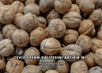 Ceviz Sperm Kalitesini Artırır mı?