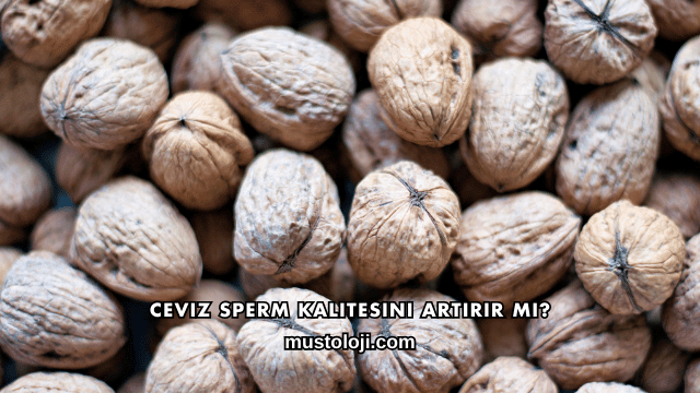 Ceviz Sperm Kalitesini Artırır mı?