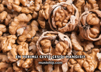 En Verimli Ceviz Çeşidi Hangisi?