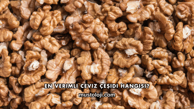 En Verimli Ceviz Çeşidi Hangisi?