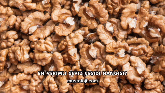 En Verimli Ceviz Çeşidi Hangisi?