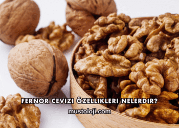 Fernor Cevizi Özellikleri Nelerdir?