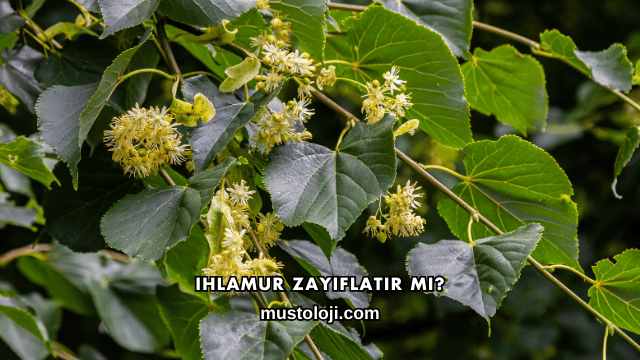 Ihlamur Zayıflatır mı?